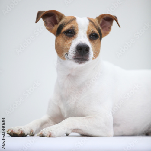 Jack russell terierlying