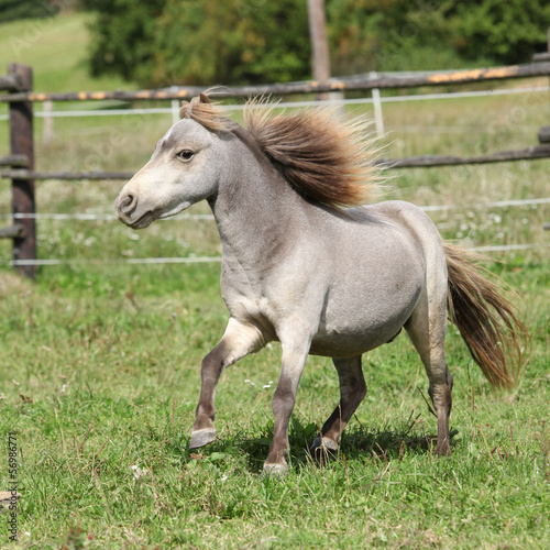 American miniature horse stallion running