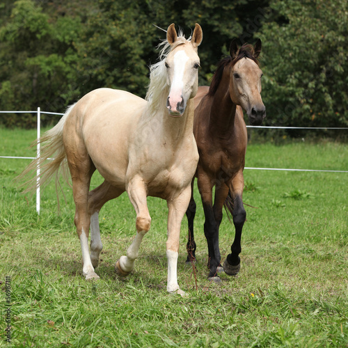 Two palomino horses running