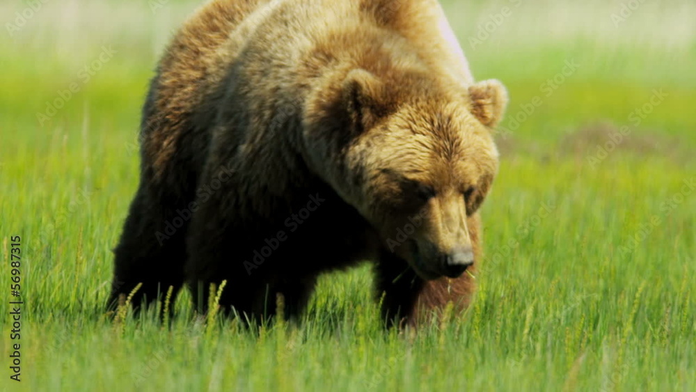 American Brown Bear feeding, Yosemite, USA American Brown Bear feeding, Yosemite, USA