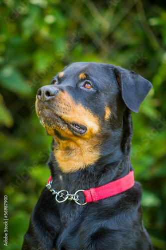 Junge Rottweiler H  ndin