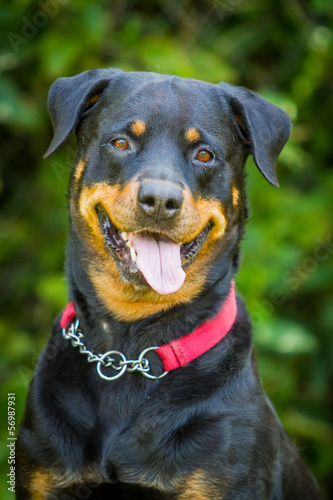 Junger Rottweiler