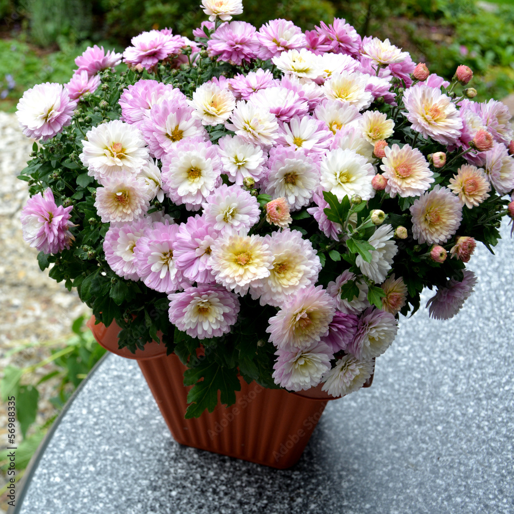 Chrysanthemen-Strauß Chrysanthemen-Strauß