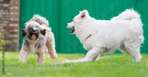 Photography tibetian terrier and samoyed playing in yard