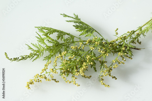 einjaehriger beifuss, Artemisia, annua,