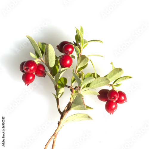 Preiselbeere, Vaccinium vitis-idaea, Beeren, Beerenobst,