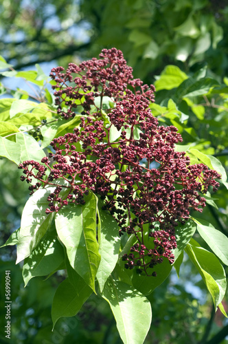 samthaarige stinkesche, Tetradium daniellii, photo