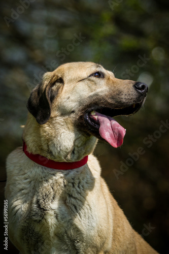 Kangal Portrait