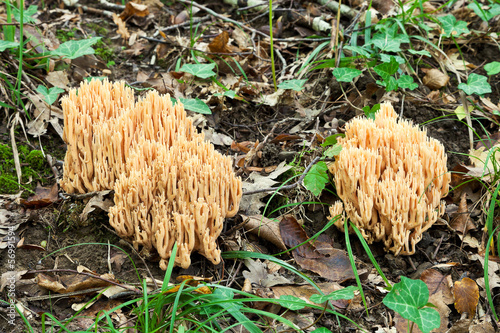 ramaria stricta mushrooms in autumn litter