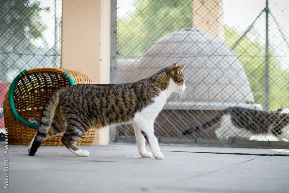 Obraz premium Katze steht