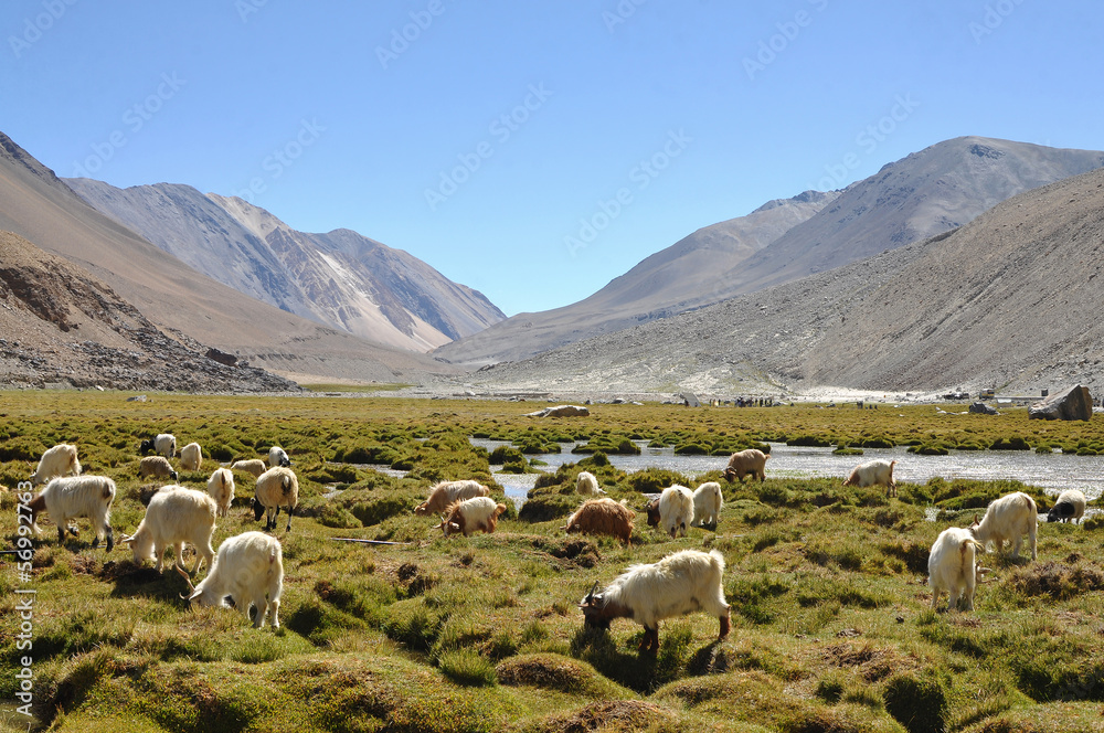 Naklejka premium Sheep surrounding with mountain in Ladakh, India