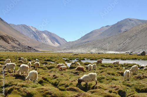Sheep surrounding with mountain in Ladakh, India © det-anan sunonethong