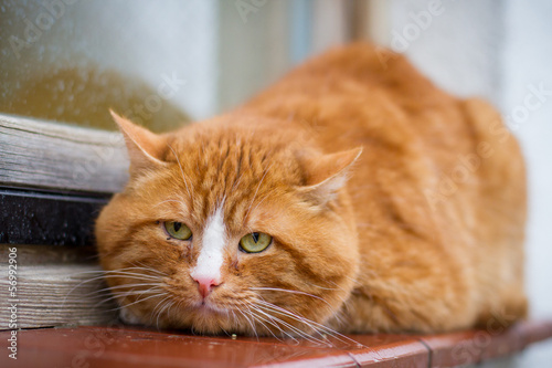 Rotgetiferte Katze auf der Fensterbank