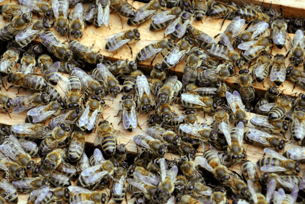 bee frames with bees bee frames with bees