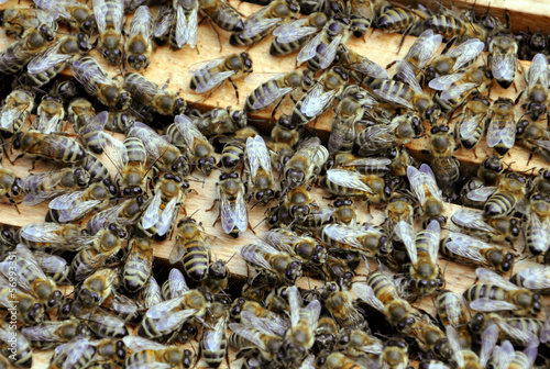 bee frames with bees © drutska