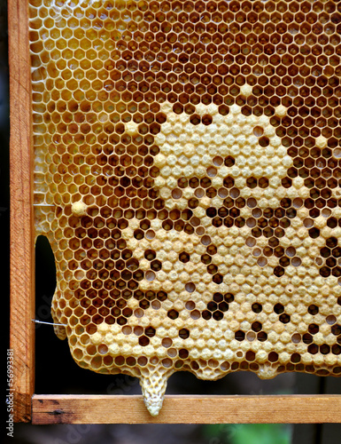 honeycomb with developing queen bee larvae