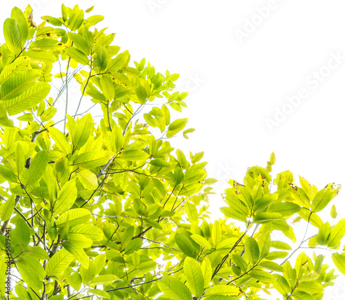 green leaves