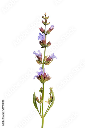 Common sage (Salvia officinalis) isolated on white