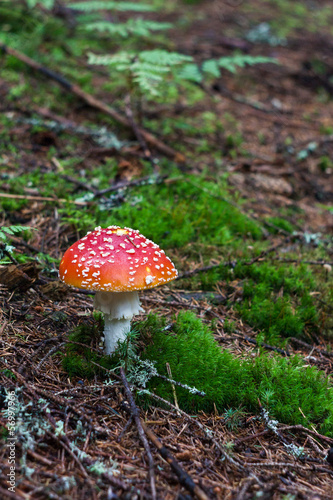 young fly agaric