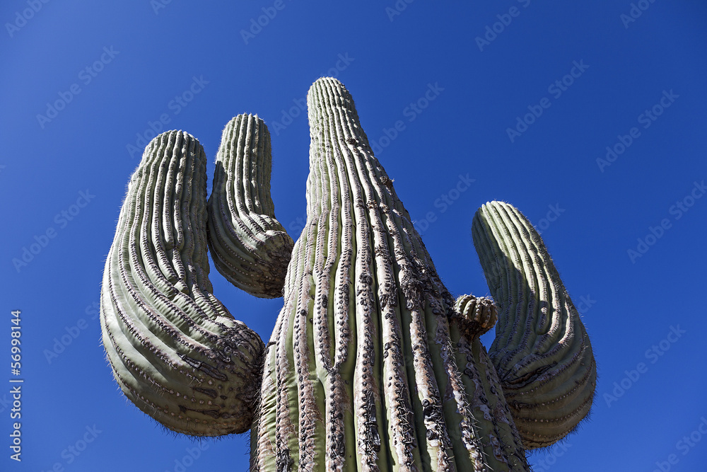 Giant Large saguaro cactus