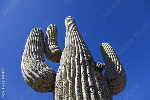 Obraz na płótnie Giant Large saguaro cactus w salonie