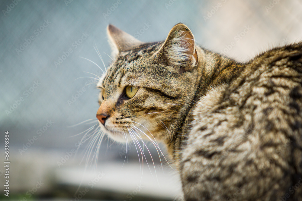 Genervte Katze Genervte Katze