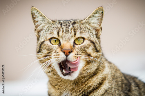 Katze leckt sich das Maul