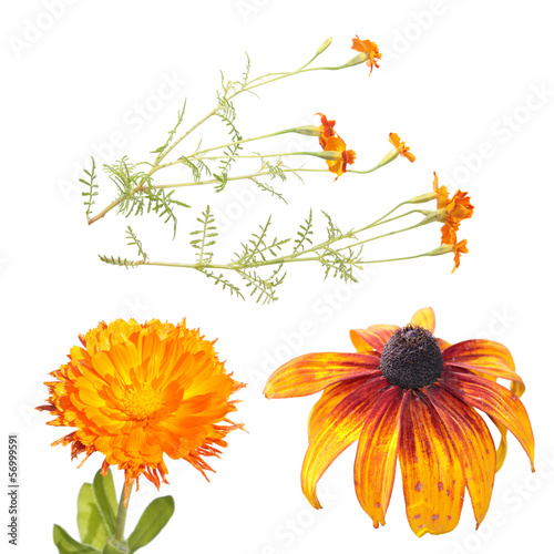 Set of different orange flowers