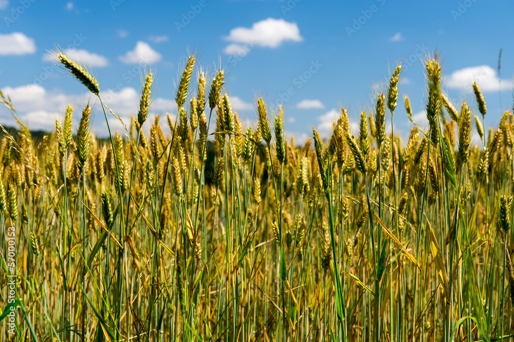 Obraz premium grain field