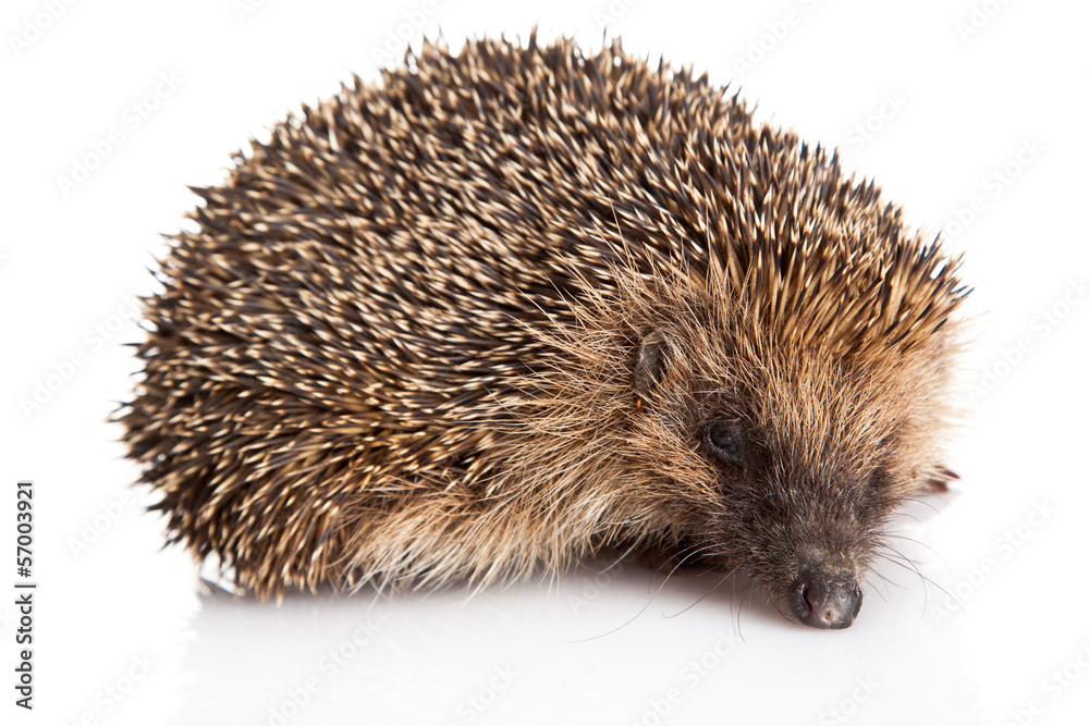 Hedgehog on a white background Hedgehog on a white background