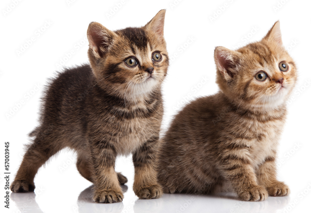 Two kitten on a white background Two kitten on a white background