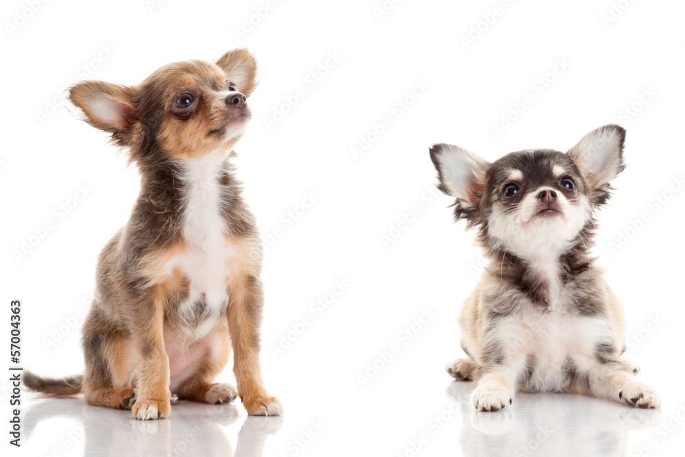 Chihuahua puppy. Cute Chihuahua dog on a white background.
