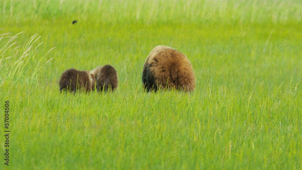 Young Brown Bear cubs and adult female Wilderness grasslands Young Brown Bear cubs and adult female Wilderness grasslands
