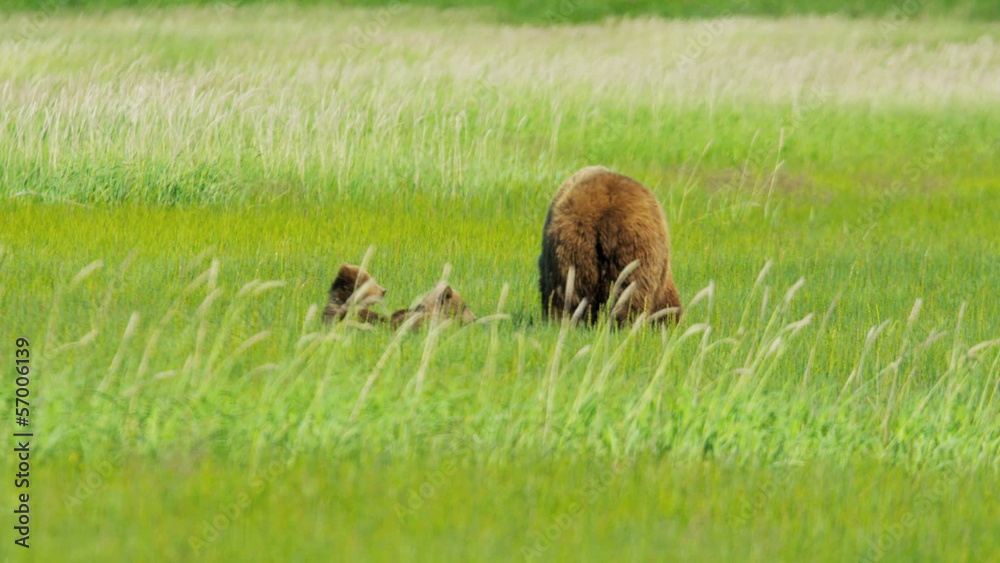 Brown Bear cubs relaxing close to feeding female Brown Bear cubs relaxing close to feeding female