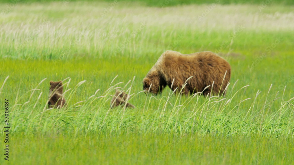 Brown Bear cubs relaxing close to their mother Alaska, USA Brown Bear cubs relaxing close to their mother Alaska, USA