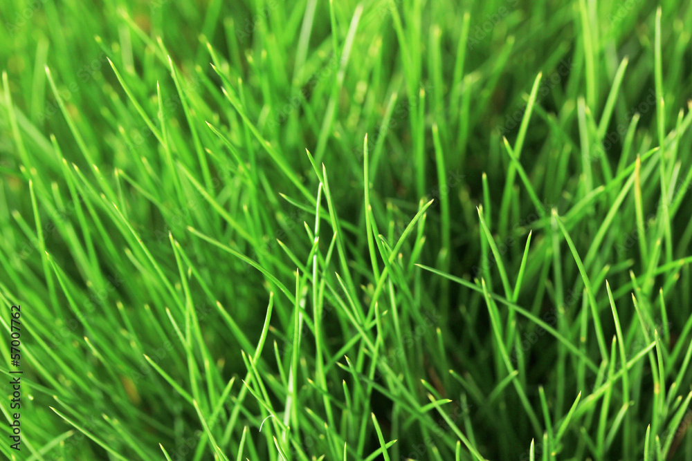 Beautiful green grass, close up