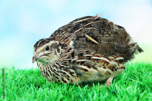 Young quail on grass on blue background