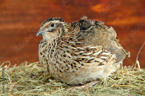 Young quail on straw on wooden background photo