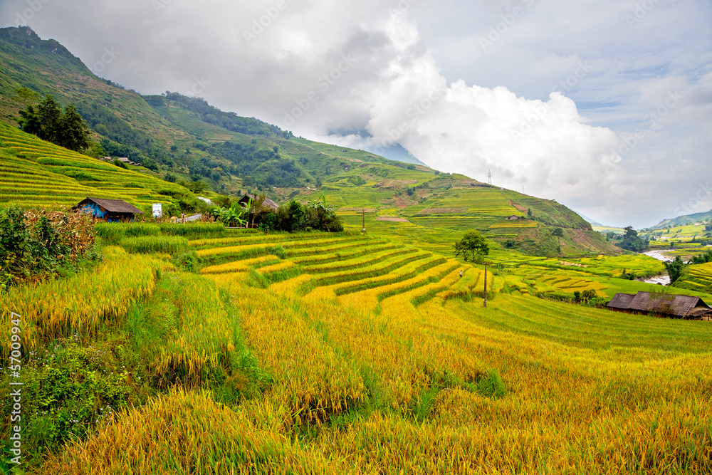 Terraced rice fields in Sapa, Lao Cai, Vietnam