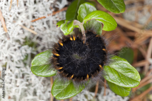 Fox moth larvae, Macrothylacia rubi photo