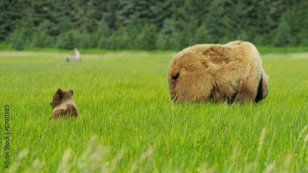 Brown female Bear feeding in rich Wilderness grasslands with her cubs Alaska Brown female Bear feeding in rich Wilderness grasslands with her cubs Alaska