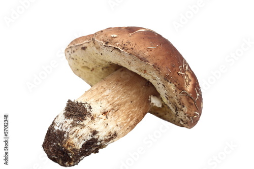 boletus edulis isolated over white