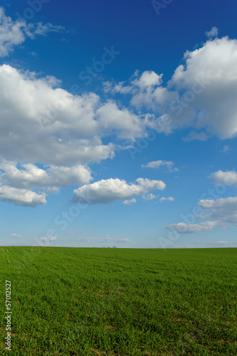 wheat field under the blue cloudy sky