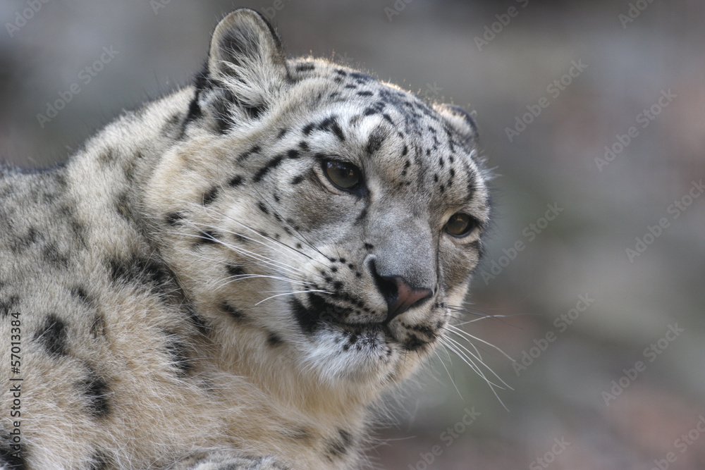 Fototapeta premium Snow leopard, Uncia uncia,