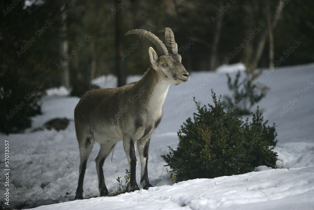 Spanish or Iberian ibex, Capra pyrenaica Spanish or Iberian ibex, Capra pyrenaica