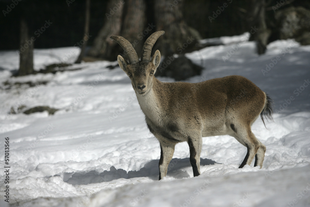 Spanish or Iberian ibex, Capra pyrenaica Spanish or Iberian ibex, Capra pyrenaica