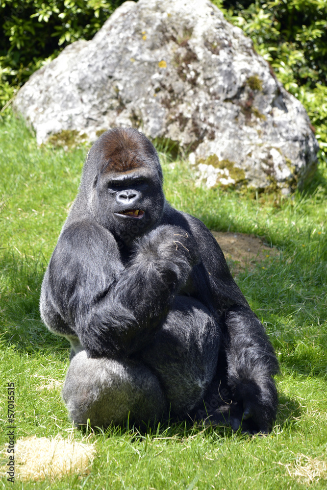 Naklejka premium Western lowland gorilla sitting grass