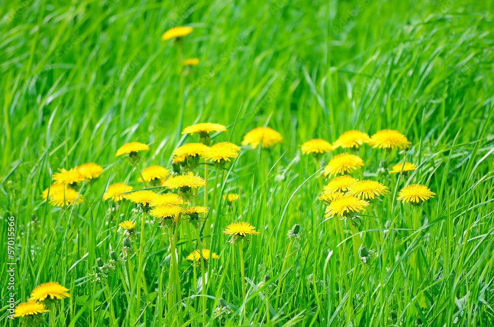 Dandelion flowers Dandelion flowers