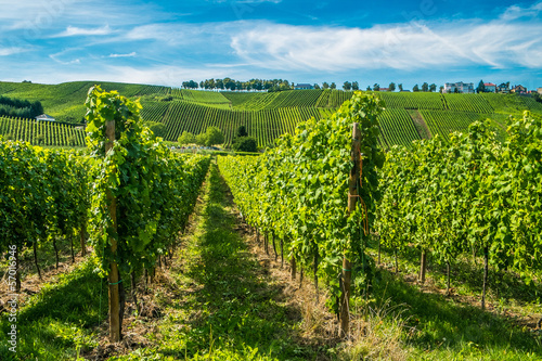 Canvas Print Vineyards along the Moselle river, Luxembourg