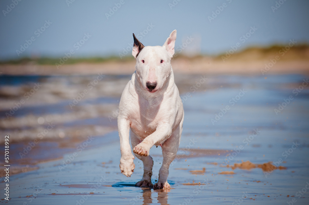 english bull terrier running on the beach